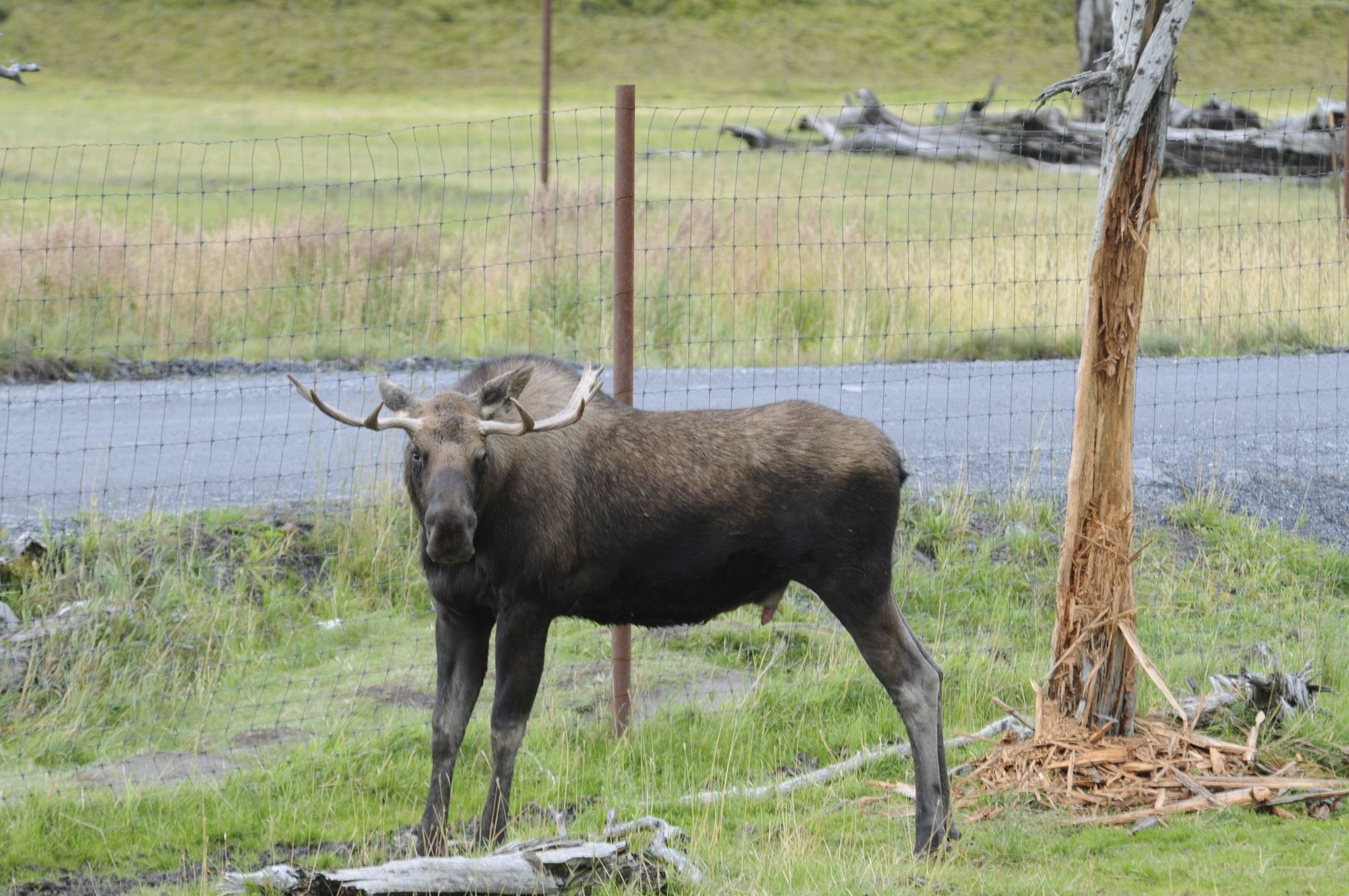 Image of North American Elk