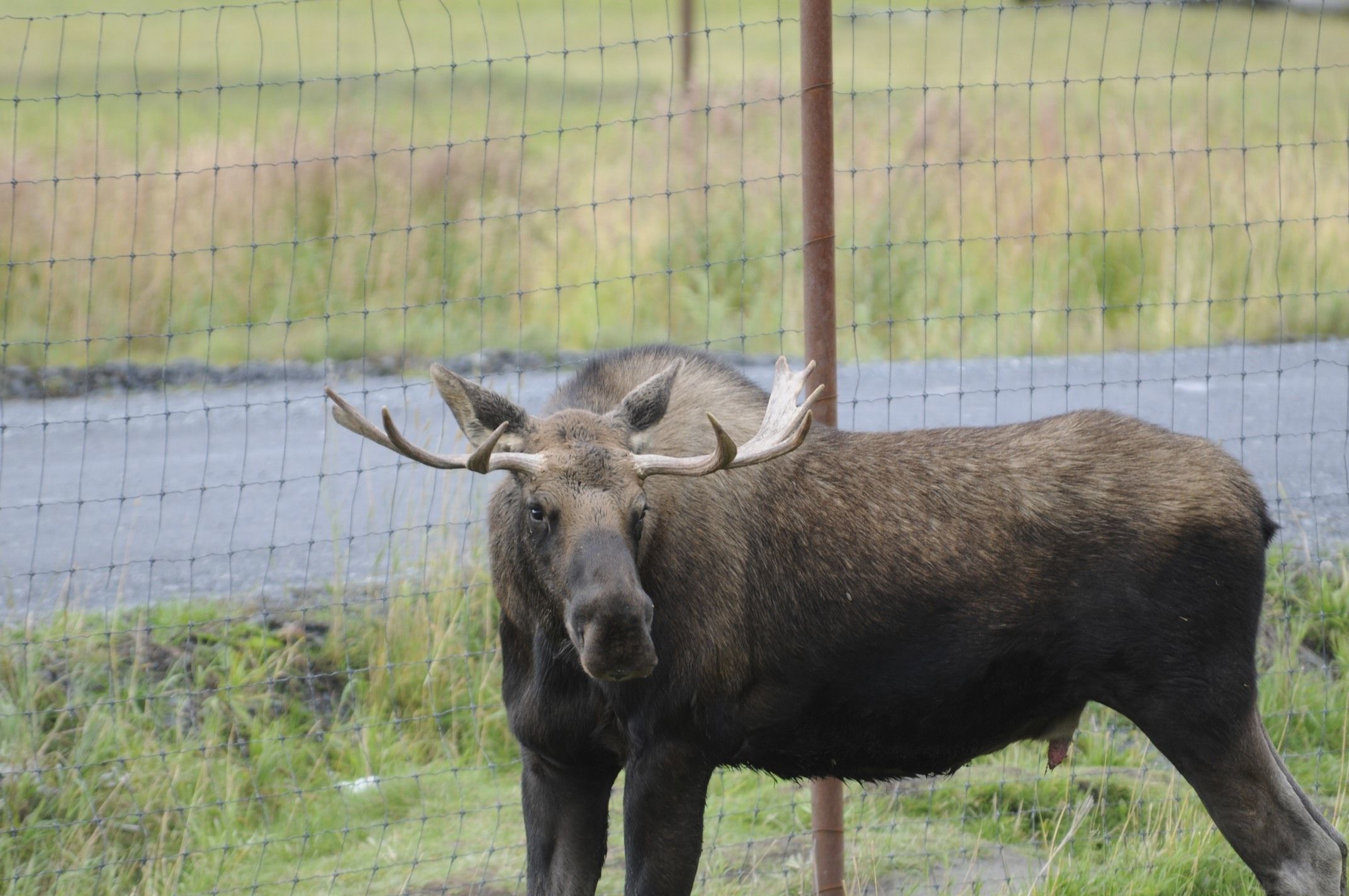 Image of North American Elk