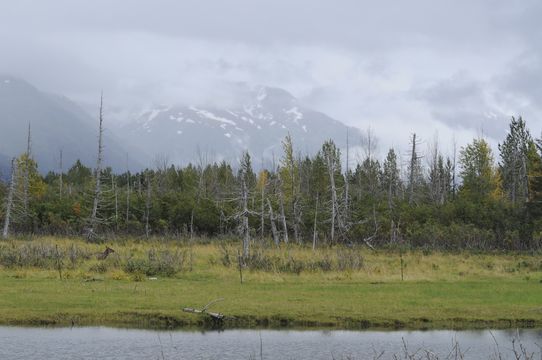 Image of Red Deer