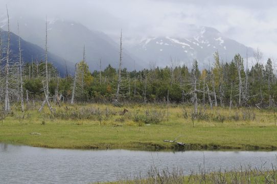 Image of Red Deer