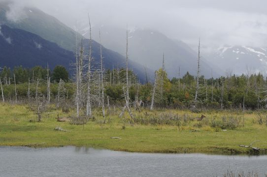 Image of Red Deer