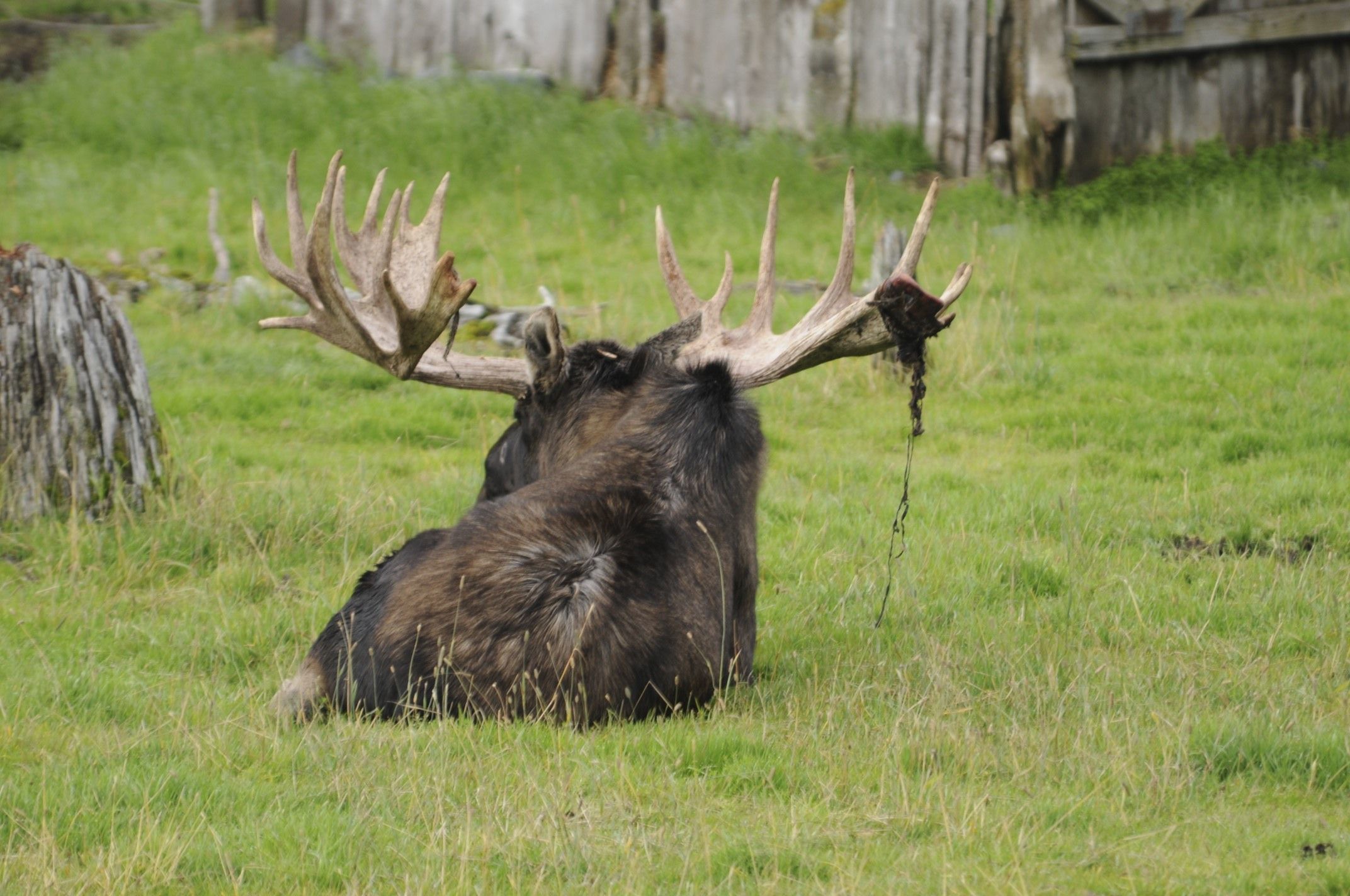 Image of North American Elk