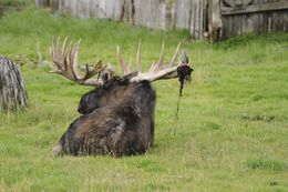 Image of North American Elk