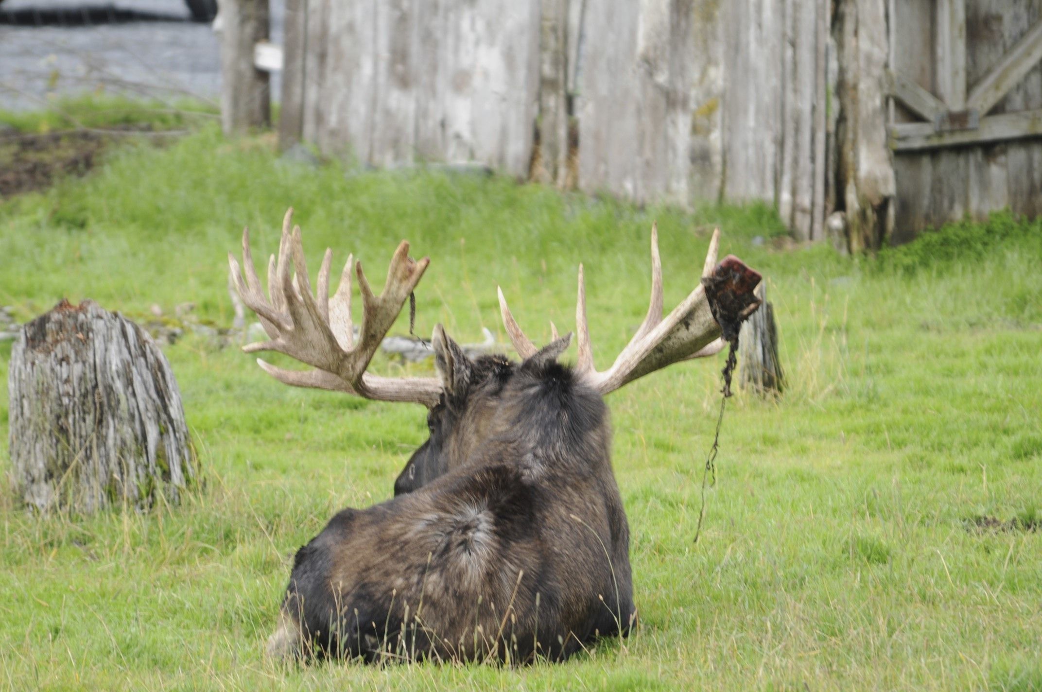 Image of North American Elk