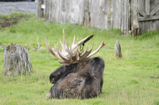 Image of North American Elk