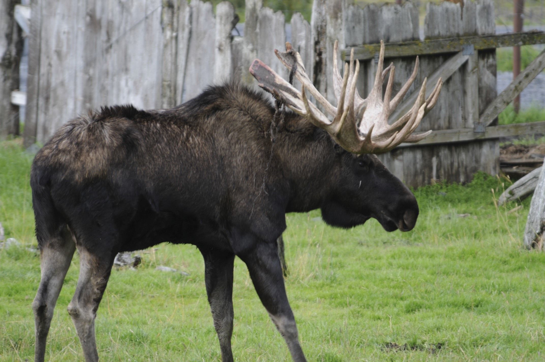 Image of North American Elk