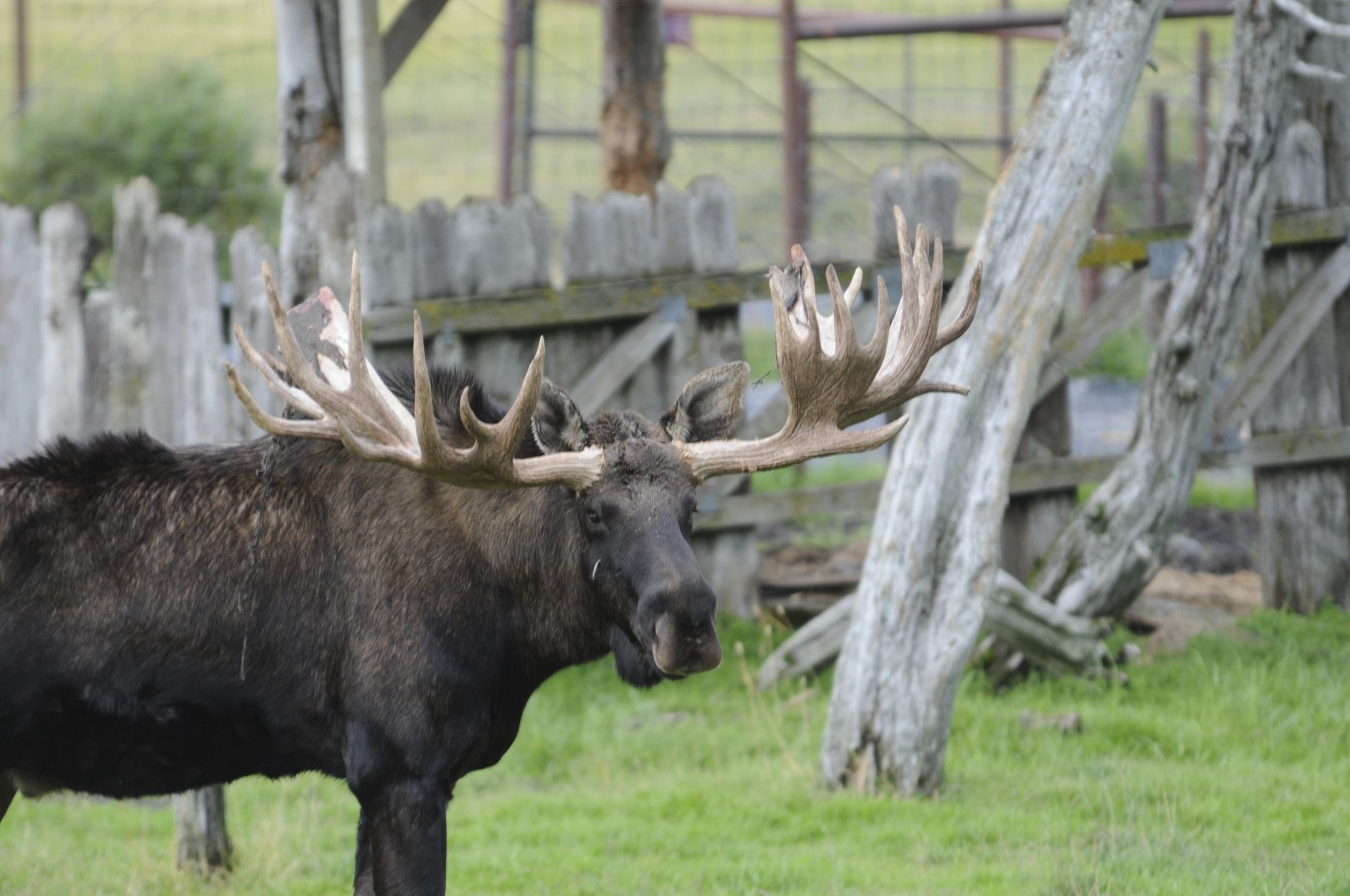 Image of North American Elk