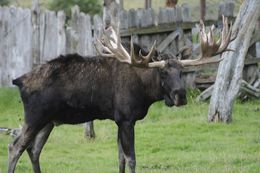 Image of North American Elk