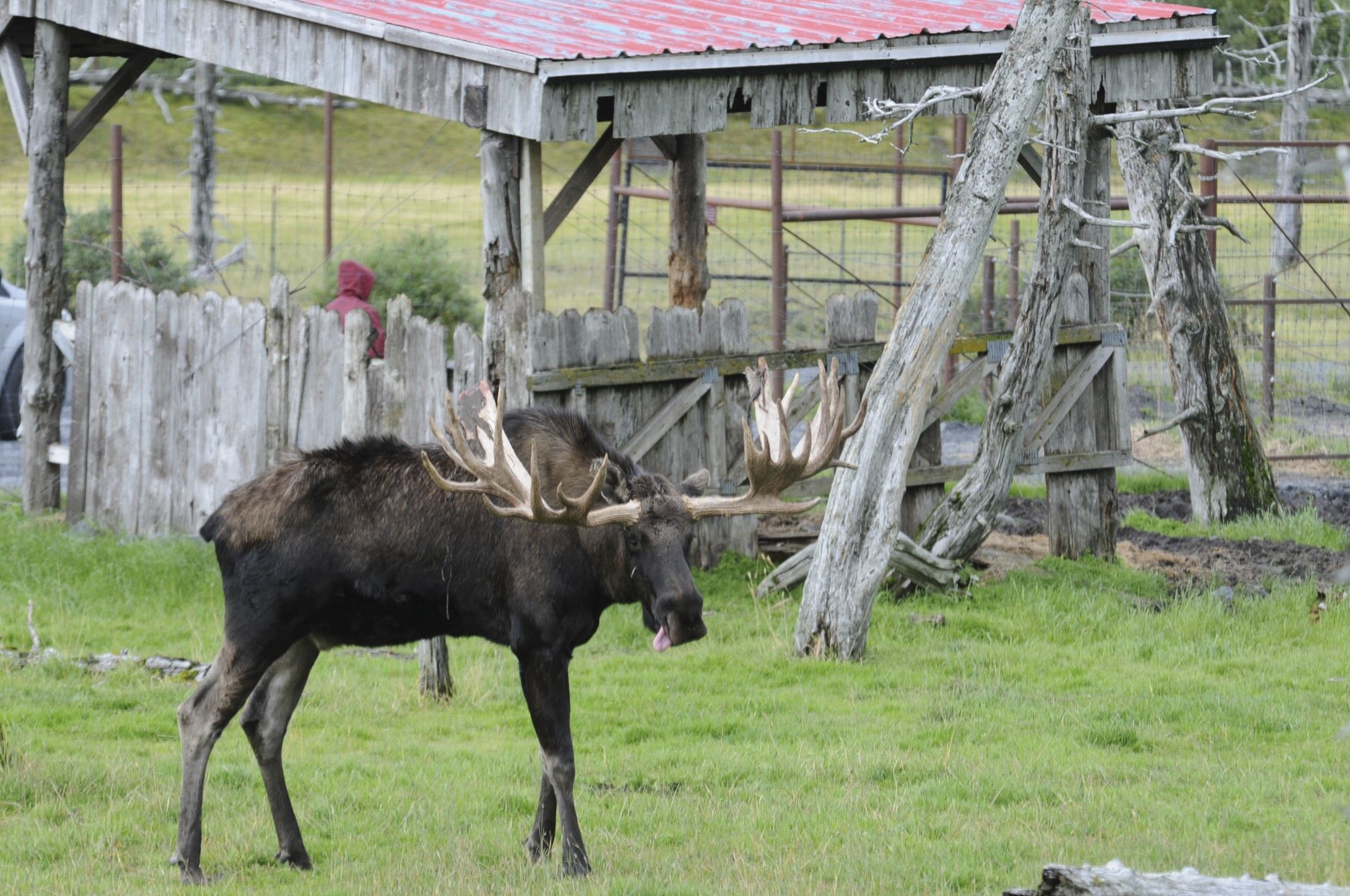 Image of North American Elk