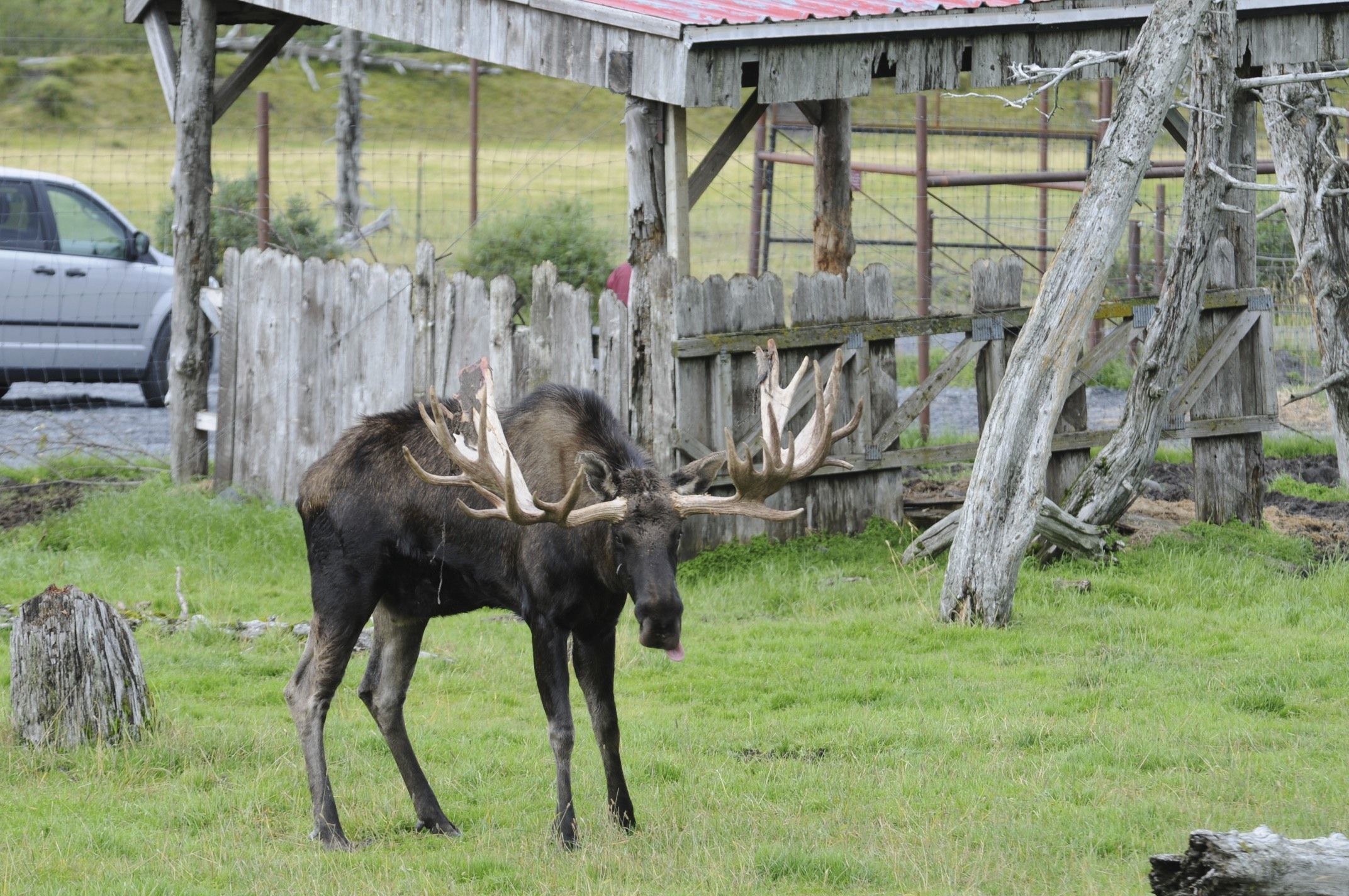 Image of North American Elk