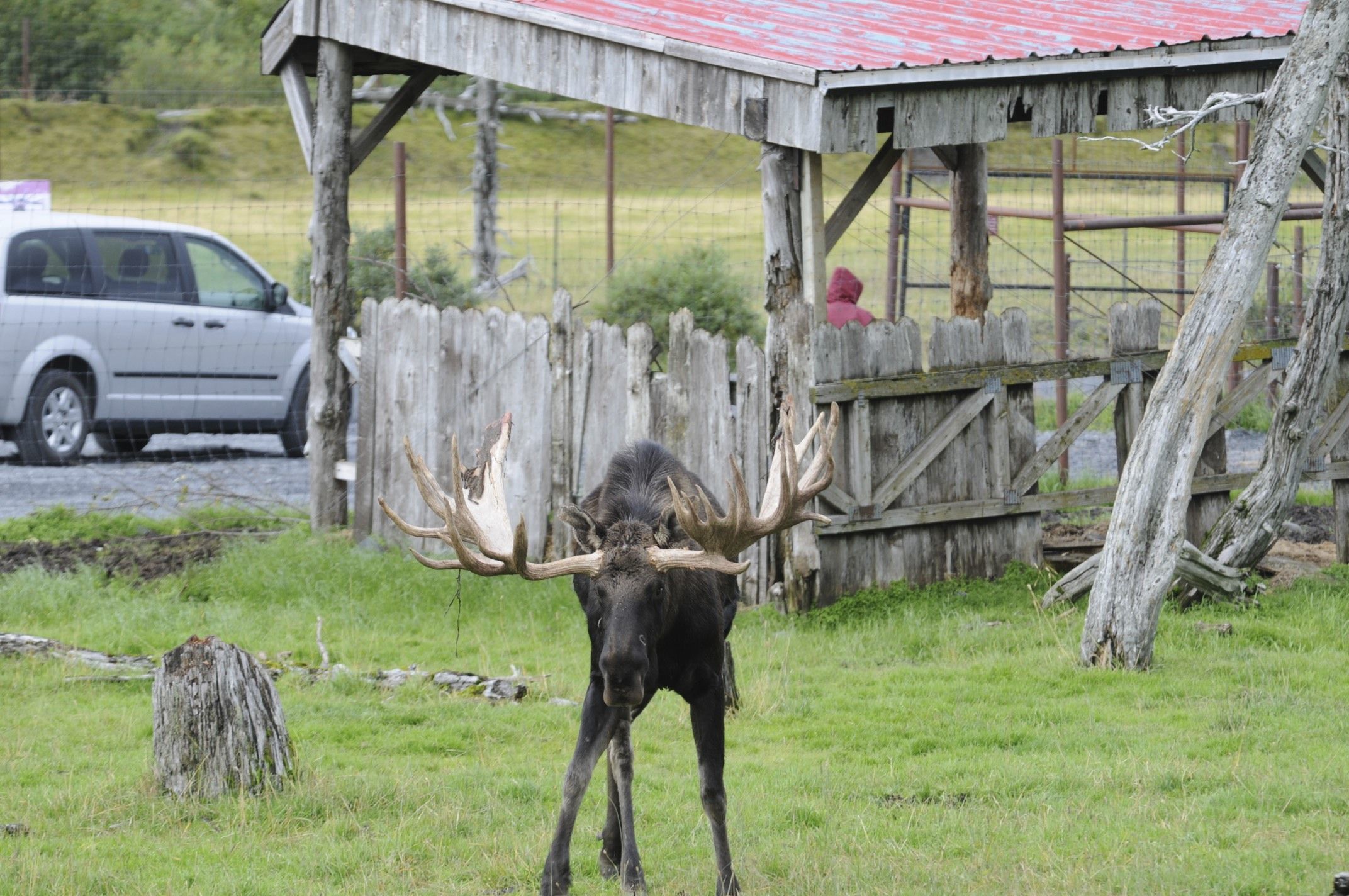 Image of North American Elk