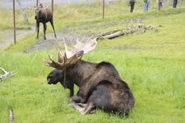 Image of North American Elk