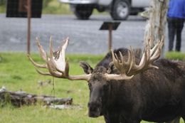 Image of North American Elk