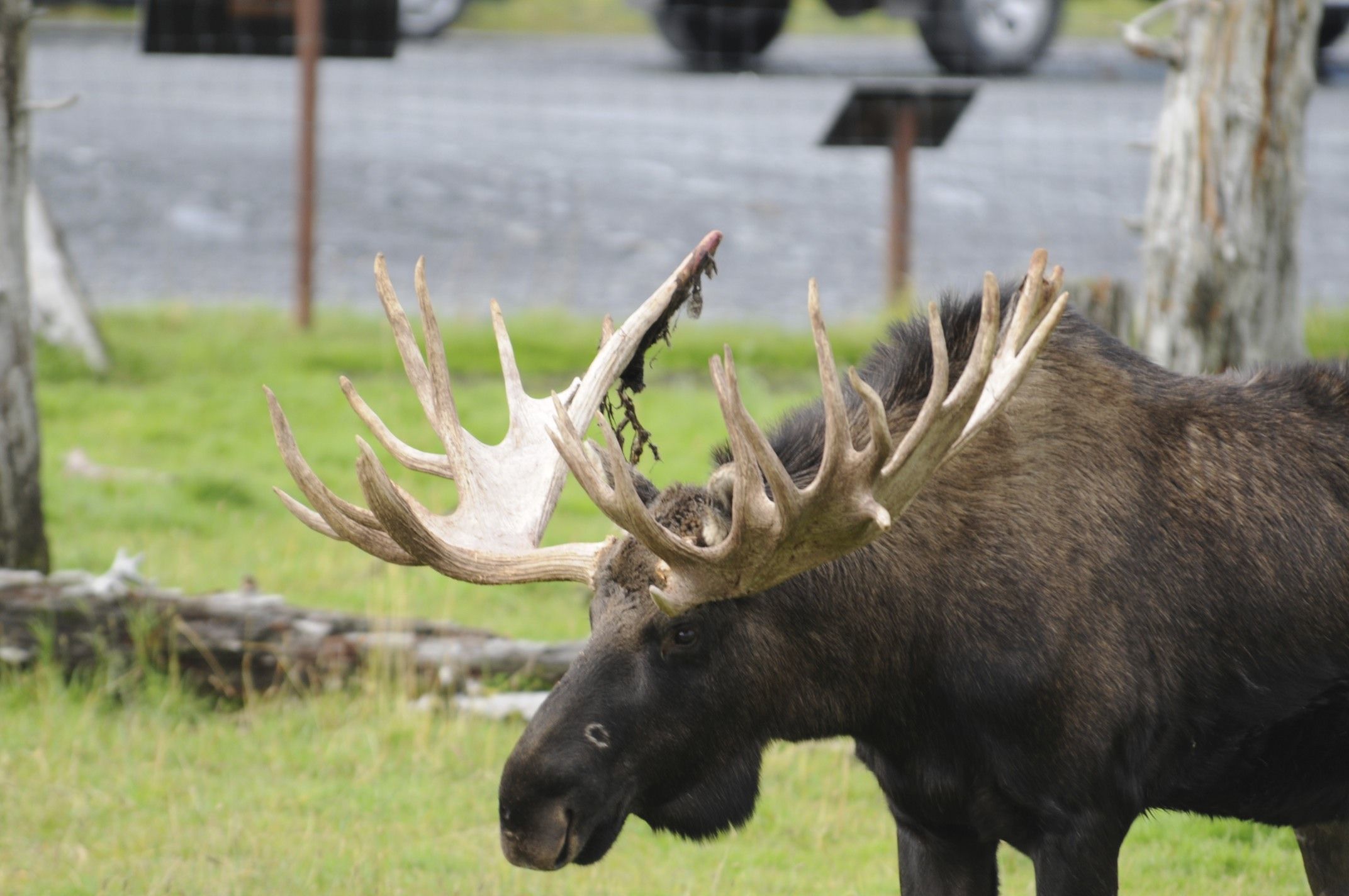 Image of North American Elk