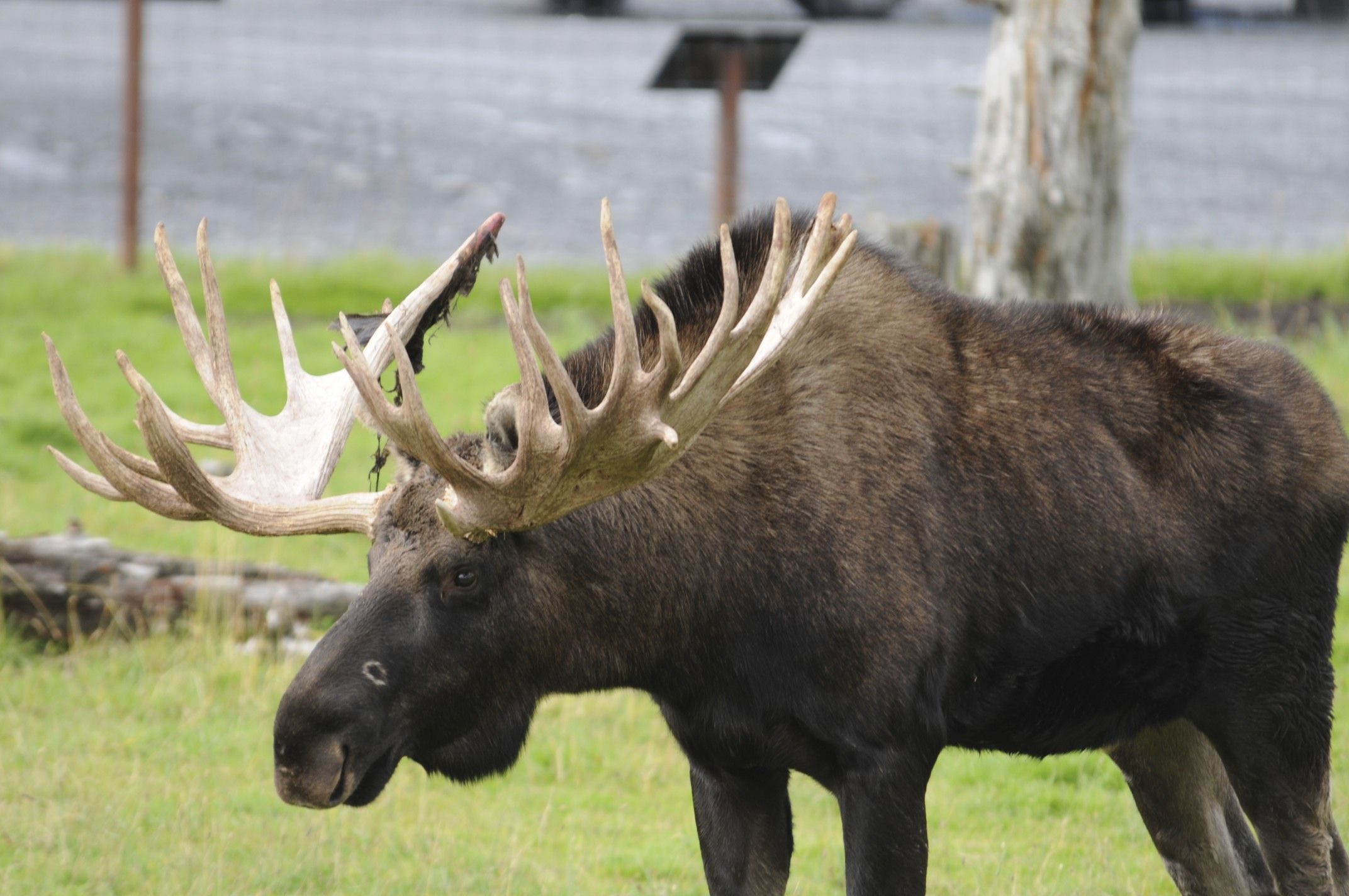 Image of North American Elk