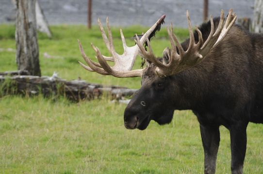 Image of North American Elk