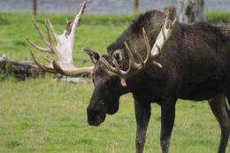 Image of North American Elk