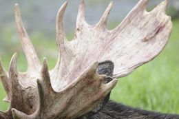 Image of North American Elk