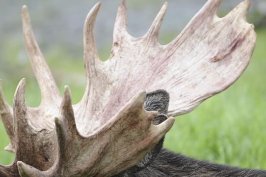 Image of North American Elk