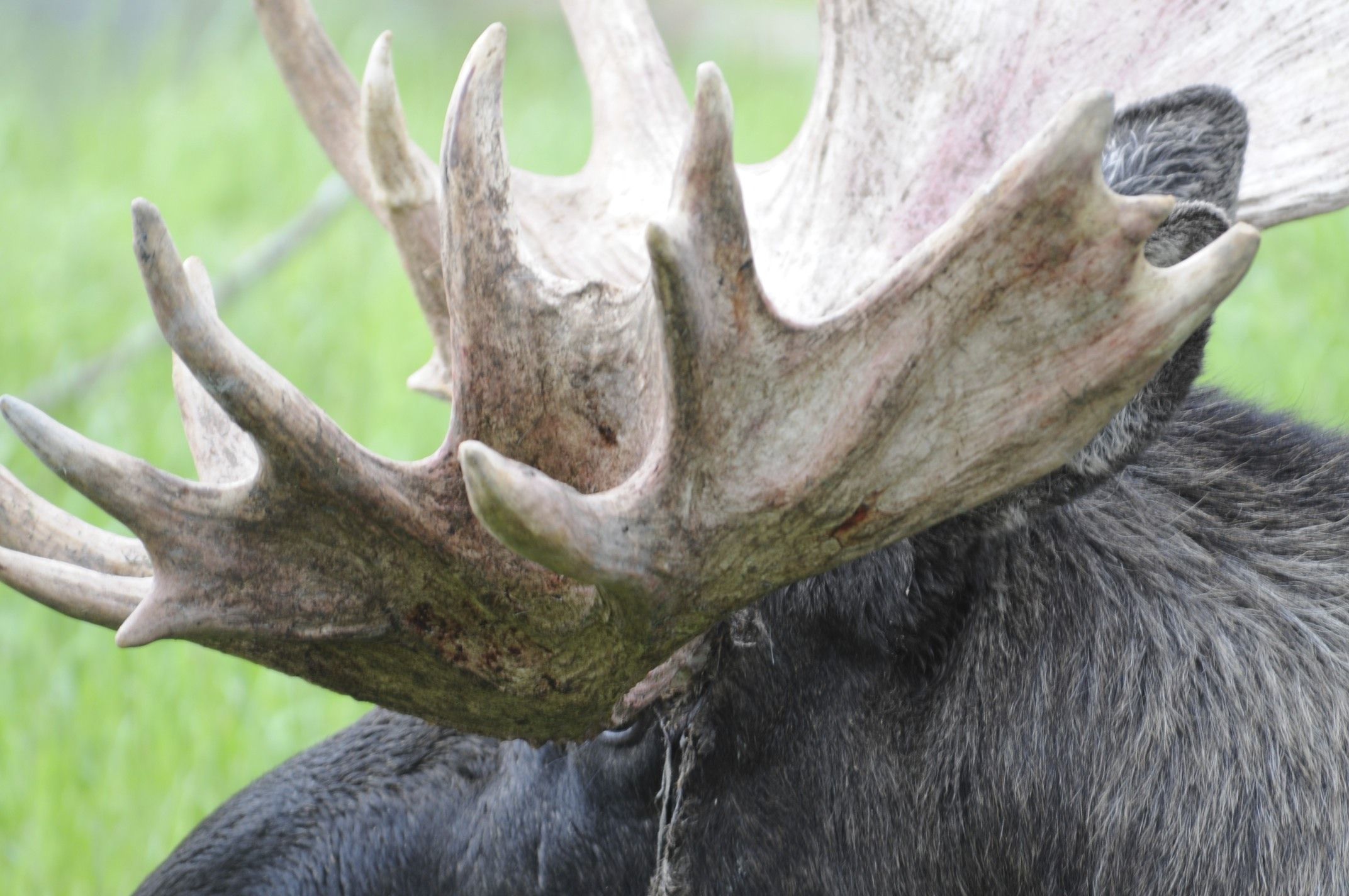 Image of North American Elk