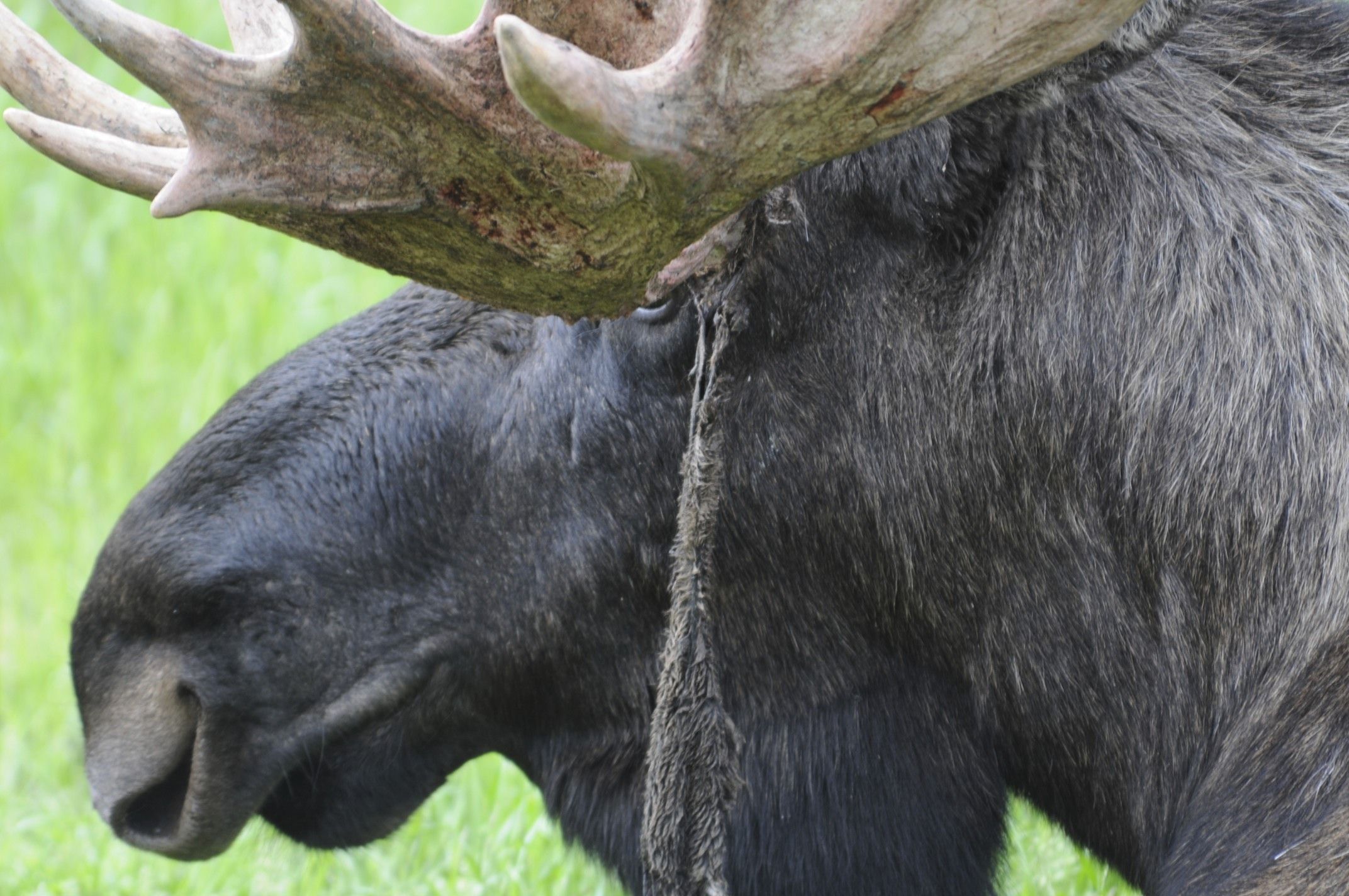 Image of North American Elk