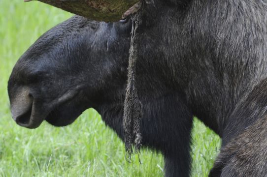 Image of North American Elk