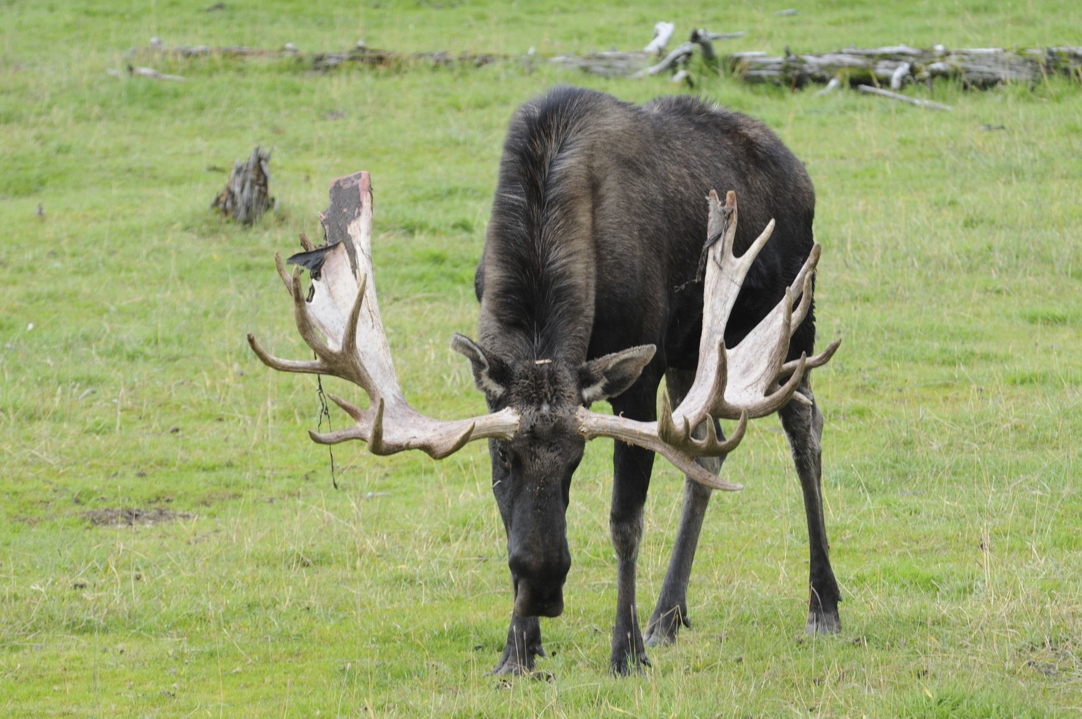 Image of North American Elk