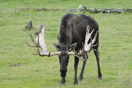 Image of North American Elk