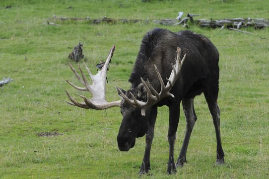 Image of North American Elk