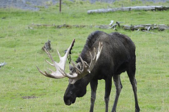 Image of North American Elk