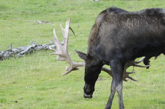 Image of North American Elk