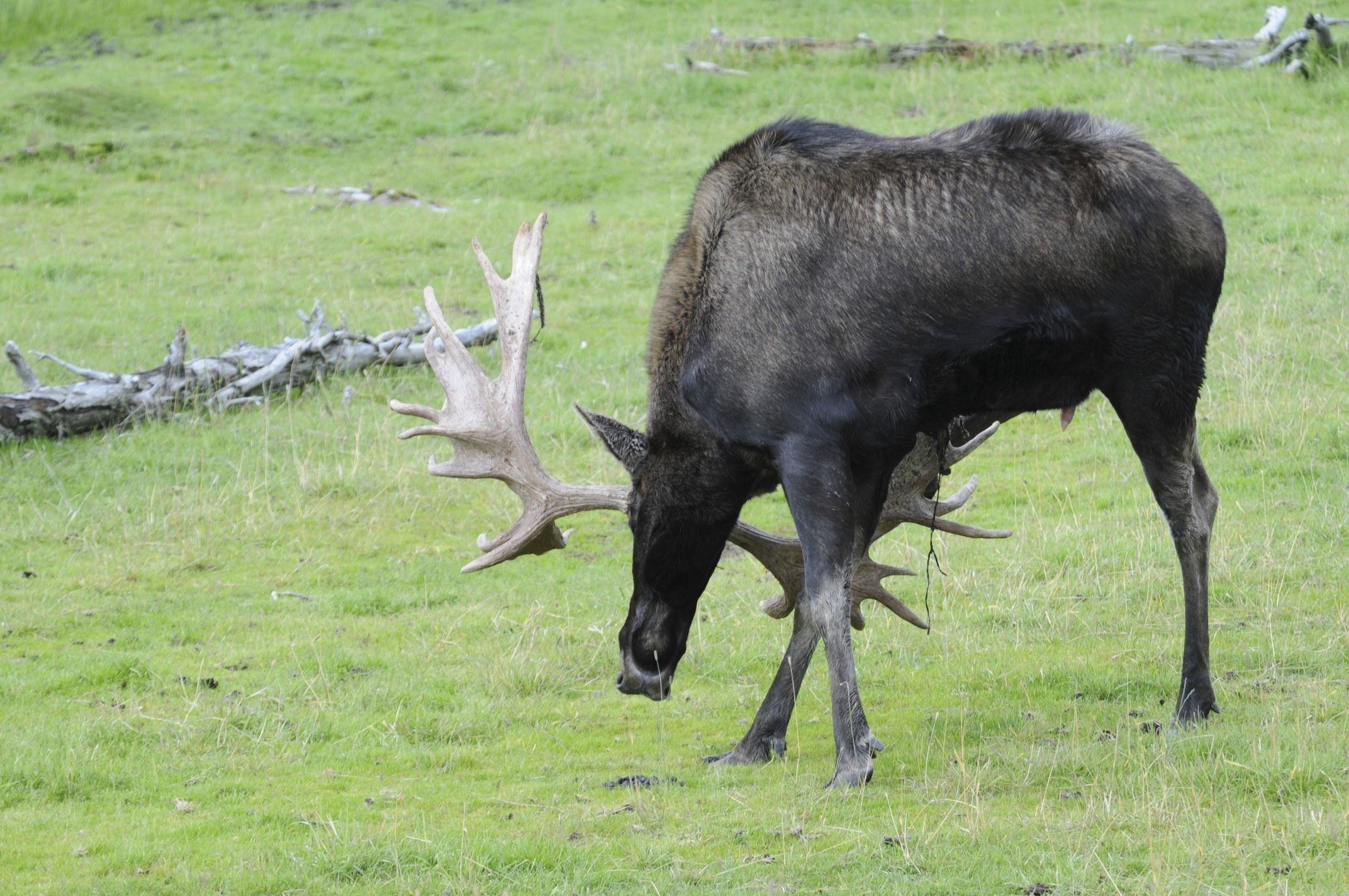 Image of North American Elk