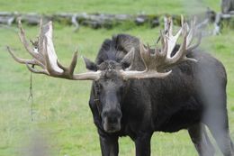 Image of North American Elk