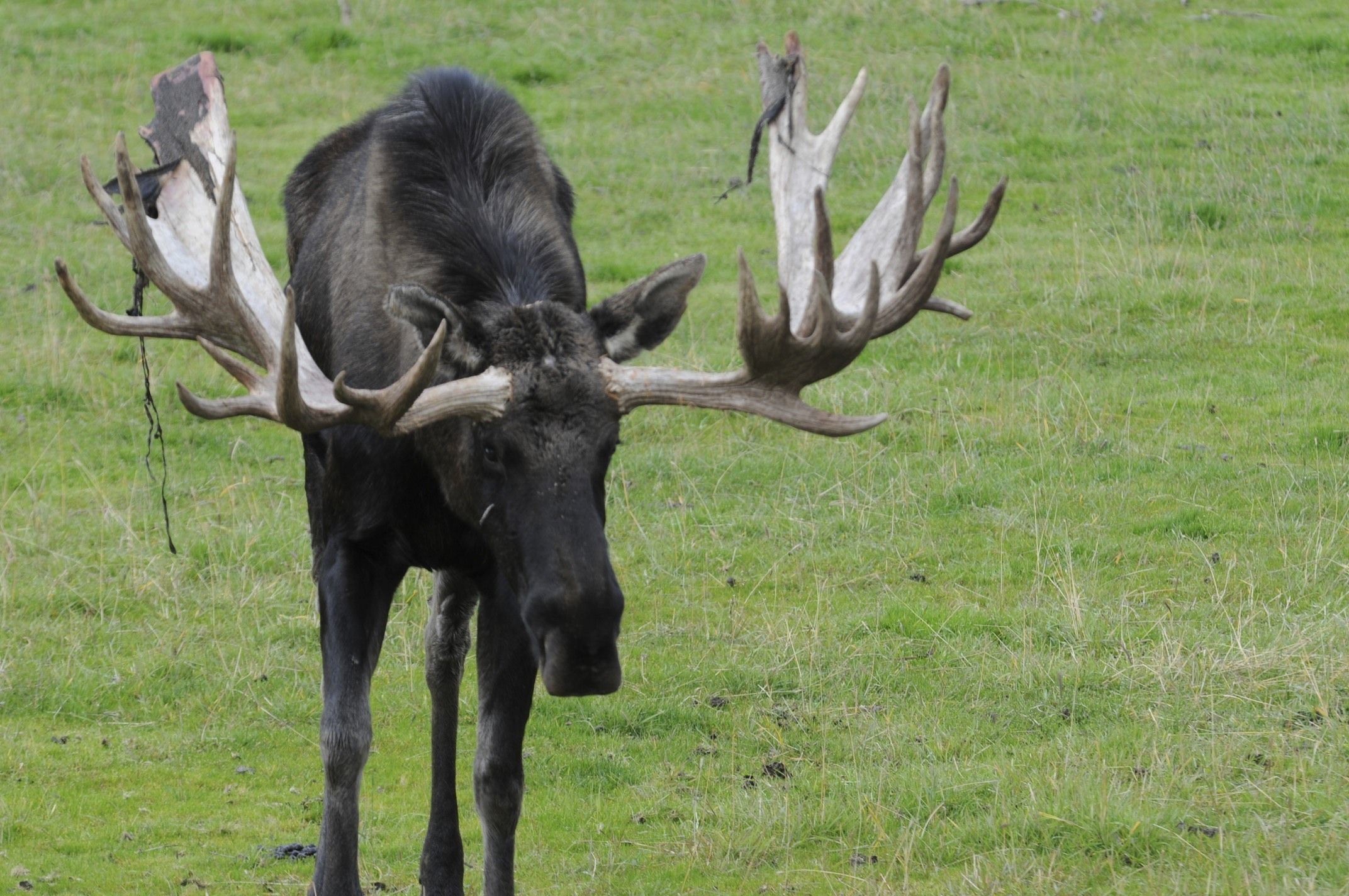 Image of North American Elk