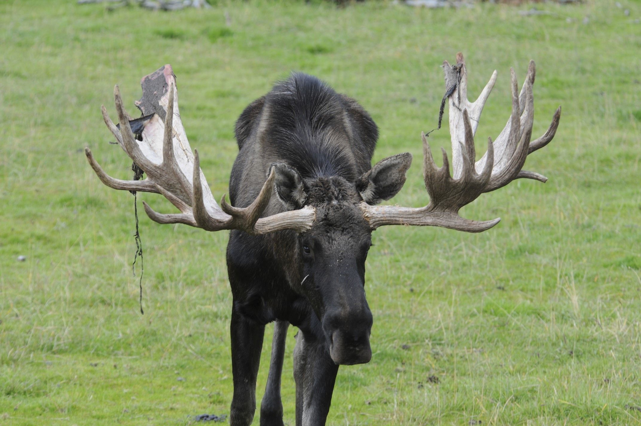 Image of North American Elk