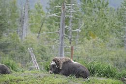 Image of Musk Ox