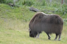 Image of Musk Ox