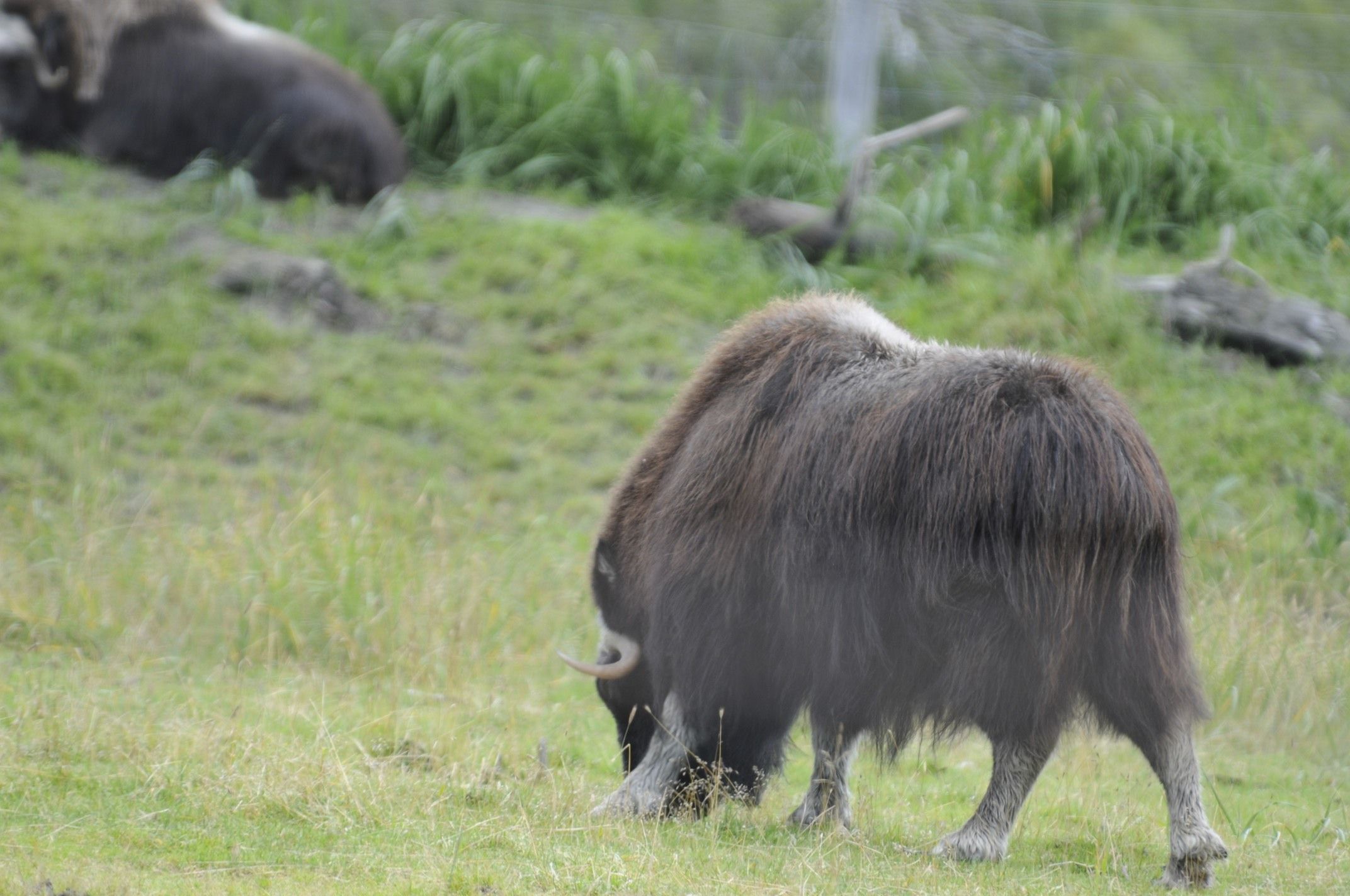 Image of Musk Ox