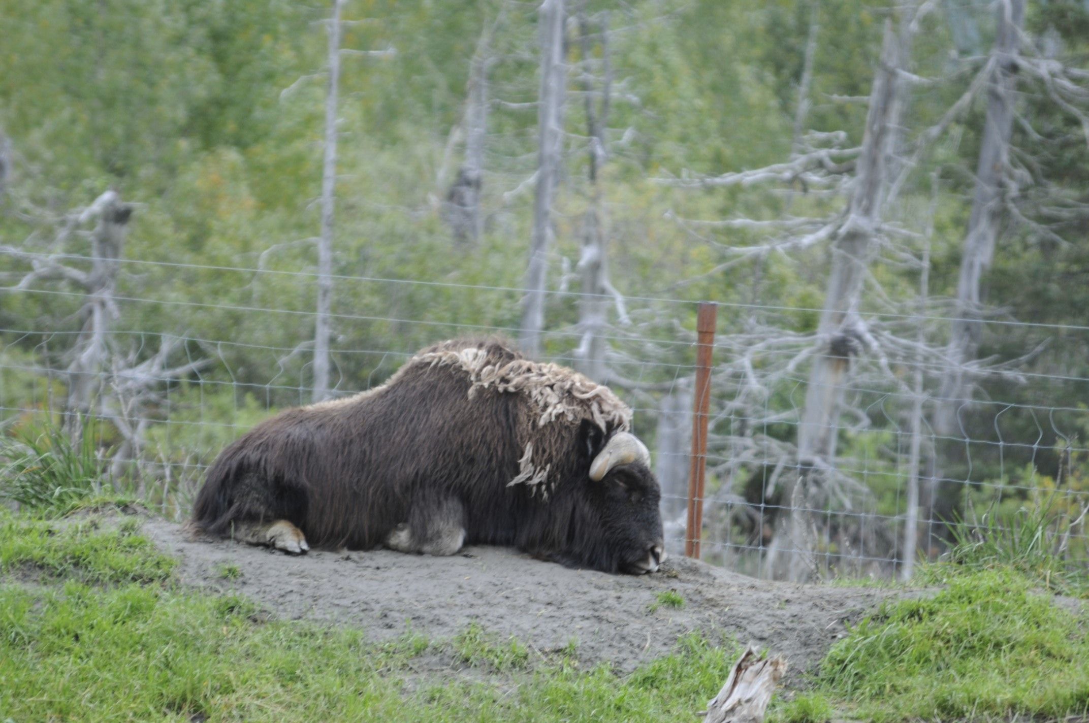 Image of Musk Ox