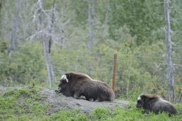 Image of Musk Ox