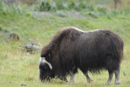 Image of Musk Ox