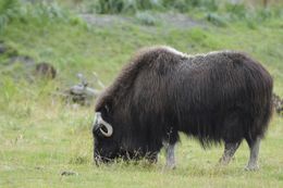 Image of Musk Ox