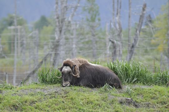 Image of Musk Ox