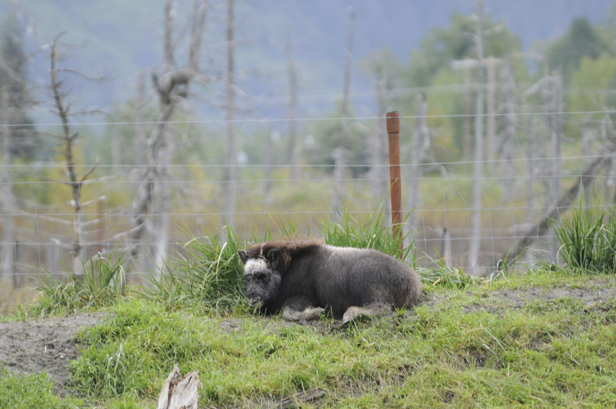 Image of Musk Ox