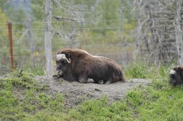 Image of Musk Ox