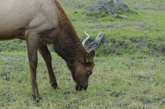 Image of Red Deer