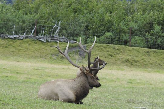 Image of Red Deer