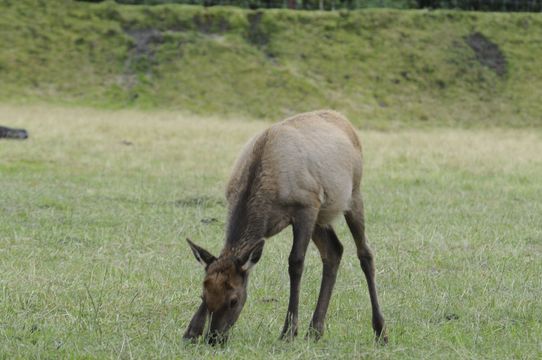 Image of Red Deer