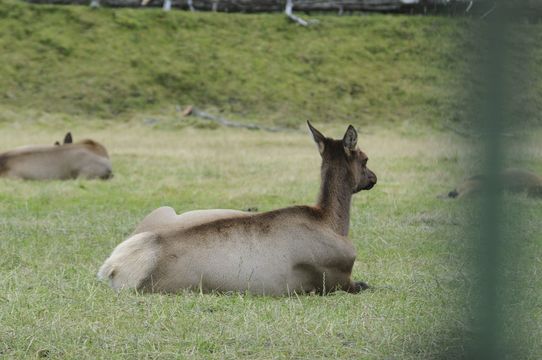 Image of Red Deer