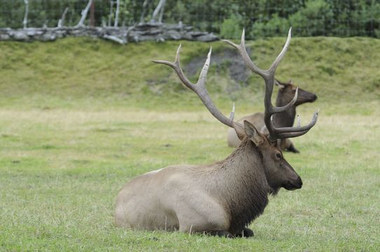 Image of Red Deer